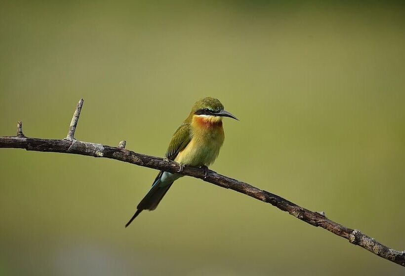 渡假胜地  Kele Yala Sri Lanka