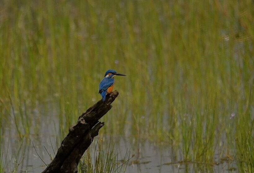 渡假胜地  Kele Yala Sri Lanka