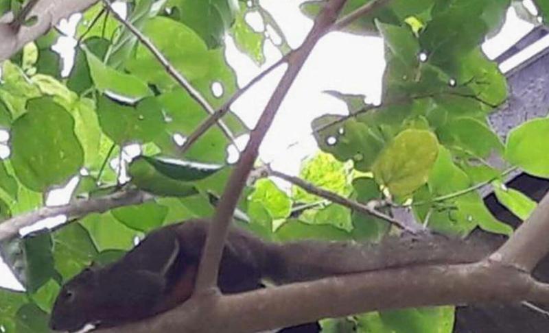 ベッドアンドブレックファースト Berakit Bay Resort