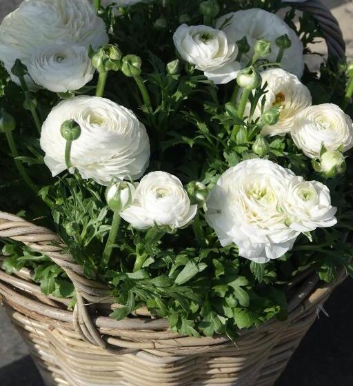 酒店 Het Anker Van Texel