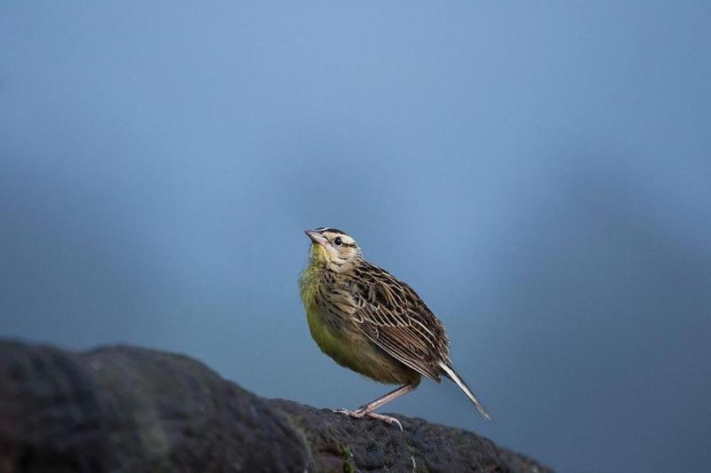 فندق Hortensias Chalets Vara Blanca