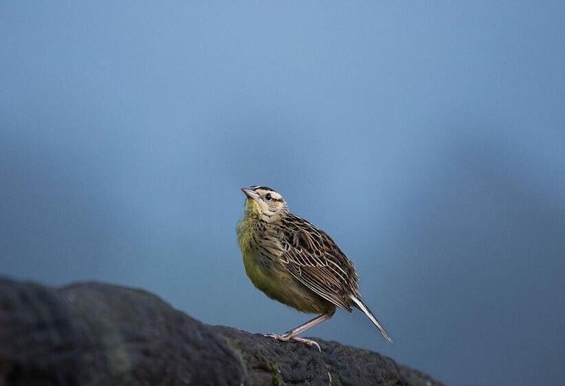فندق Hortensias Chalets Vara Blanca