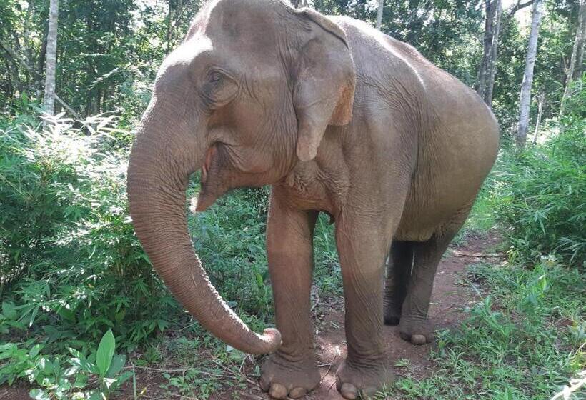 فندق Gibbon Lodge