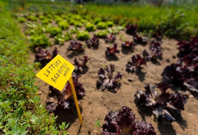 酒店 Blusalzz Collection   Siddha Wellness Village, Faridabad   Haryana