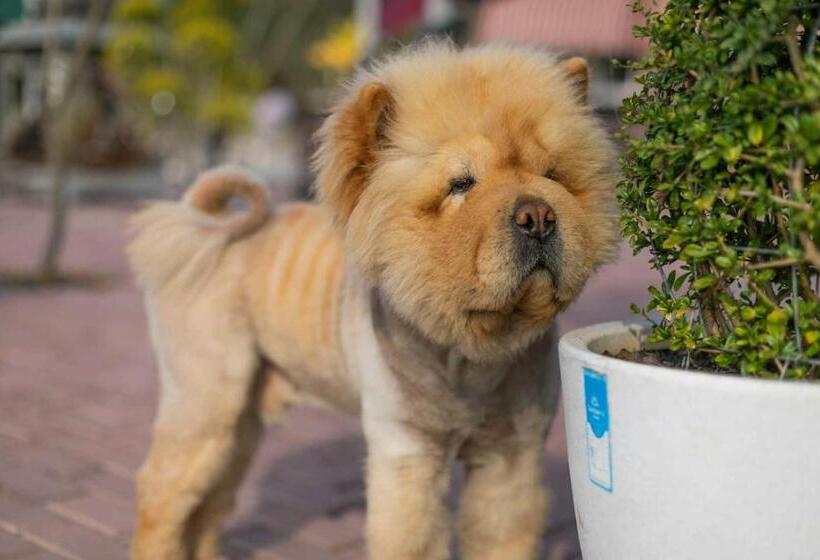 فندق Stayvista At Brickwood Hill With Outdoor Infinity Pool & Jacuzzi