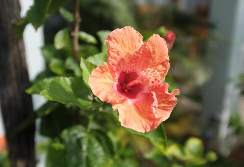 هتل Suối Mây Phú Quốc Garden Resort   Full 24h Stay