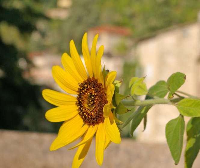 ベッドアンドブレックファースト Les Chambres Anglaises