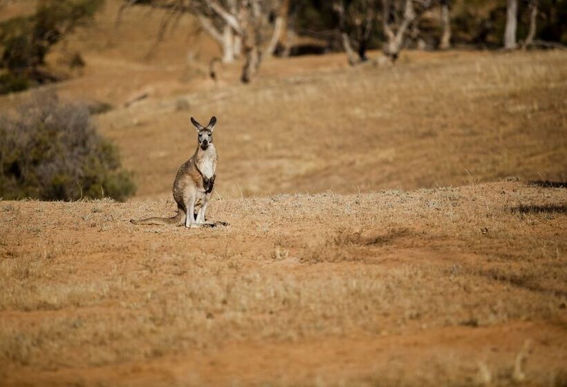 酒店 Arkaba Homestead