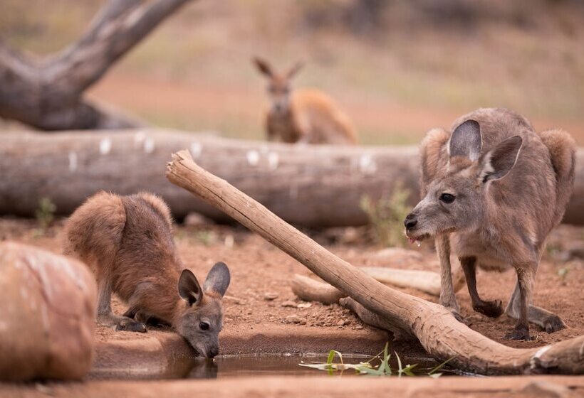 酒店 Arkaba Homestead