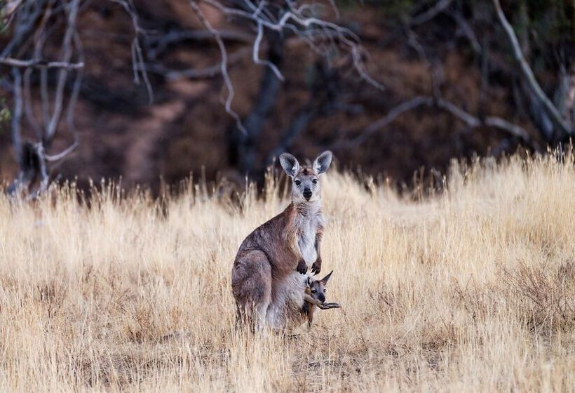 酒店 Arkaba Homestead