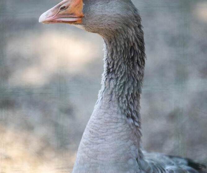 فندق Le Rendez Vous De L été