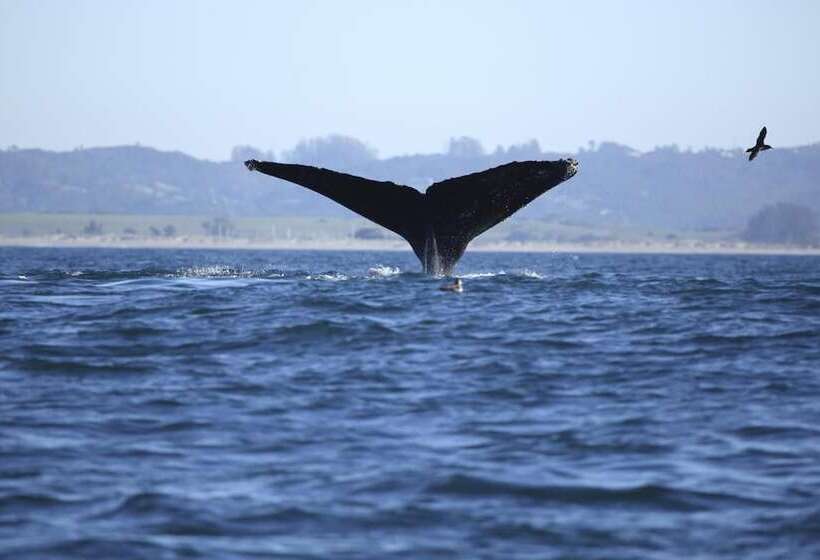 فندق Merritt House