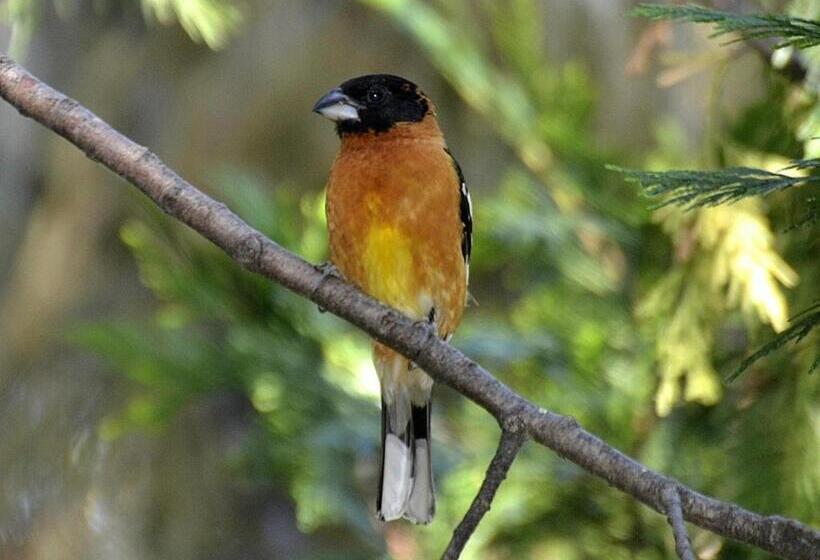 Mccaffrey House Bed And Breakfast Inn