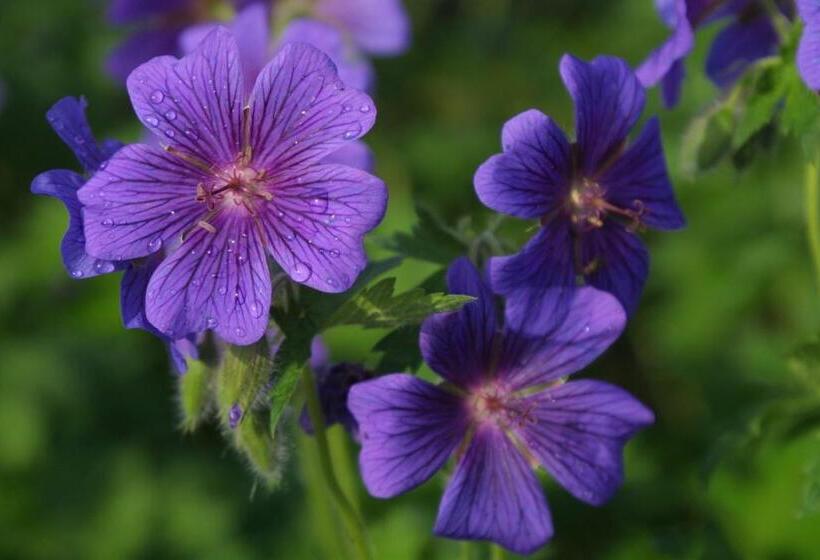 Mccaffrey House Bed And Breakfast Inn