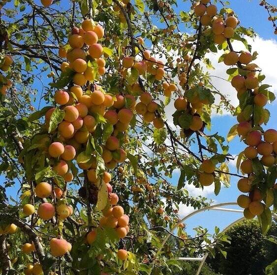 膳宿费 Villa Alecya