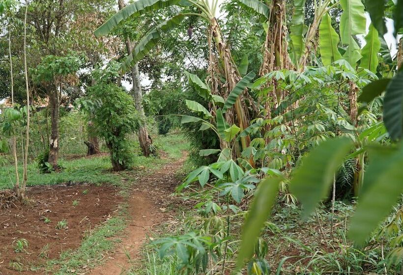 Eco Agric Uganda Cottages