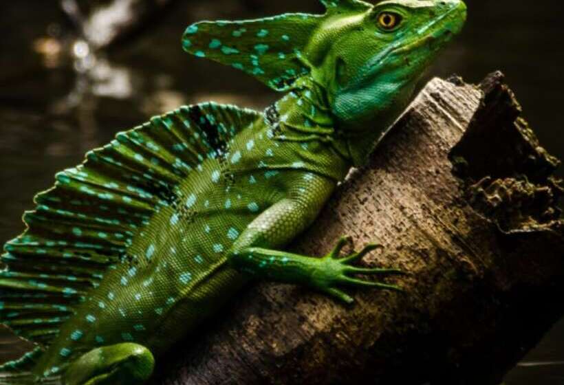 호텔 Cabinas Y Tour Aaron Tortuguero