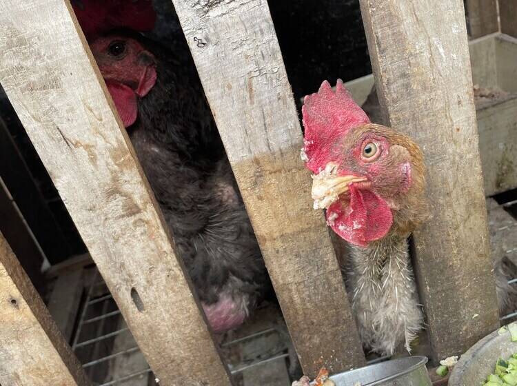 פנסיון Guo House