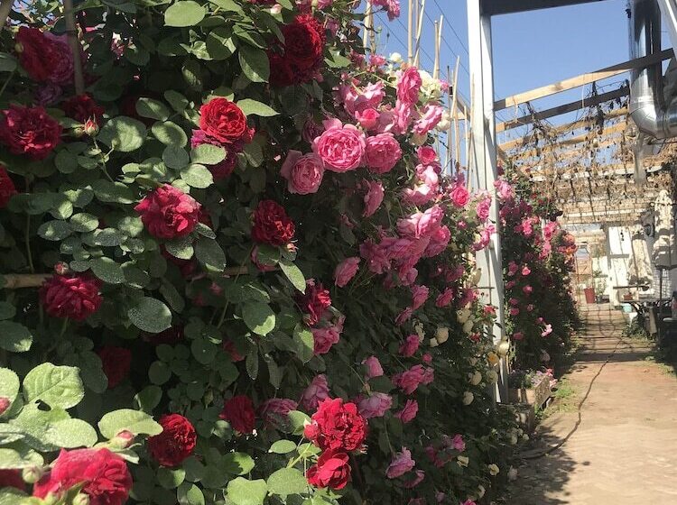 Пансион Manhong's Private Courtyard