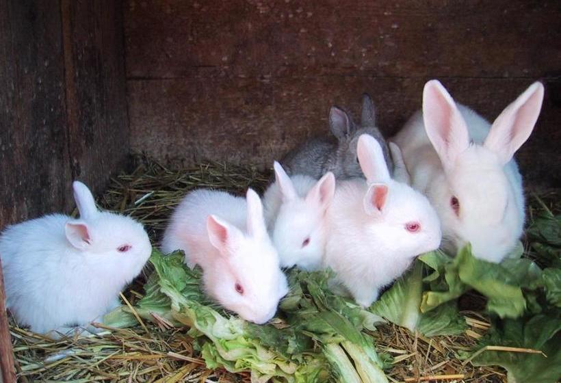 Pension Leit N Franz