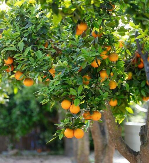 هتل Can Jaume Private Villas By Ocean Drive