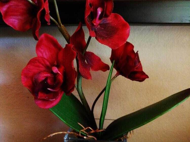 بنسيون Willow Manor Guest House Brits