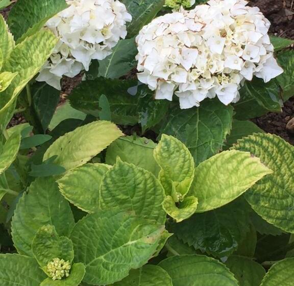 B & B Florence Et Francis