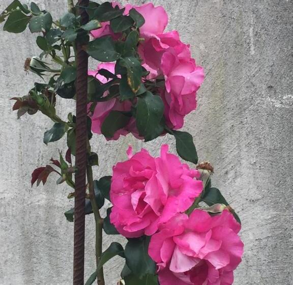 B & B Florence Et Francis