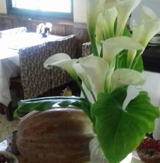 مبيت وإفطار Cabañas Valle Verde