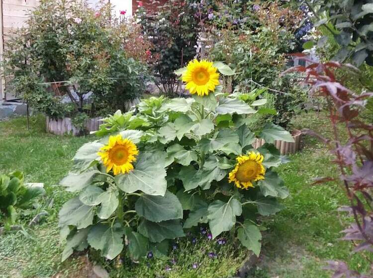 مبيت وإفطار Maison Biselli