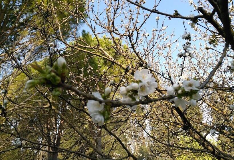 住宿加早餐  Reve D’emma