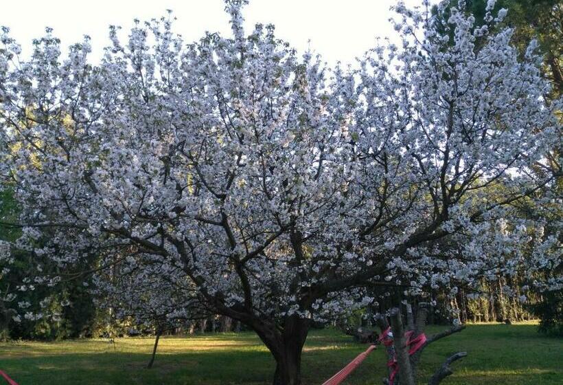 住宿加早餐  Reve D’emma