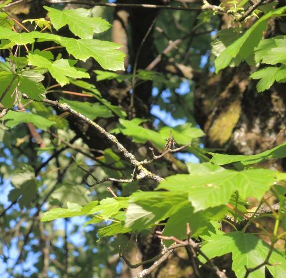 فندق Les Platanes