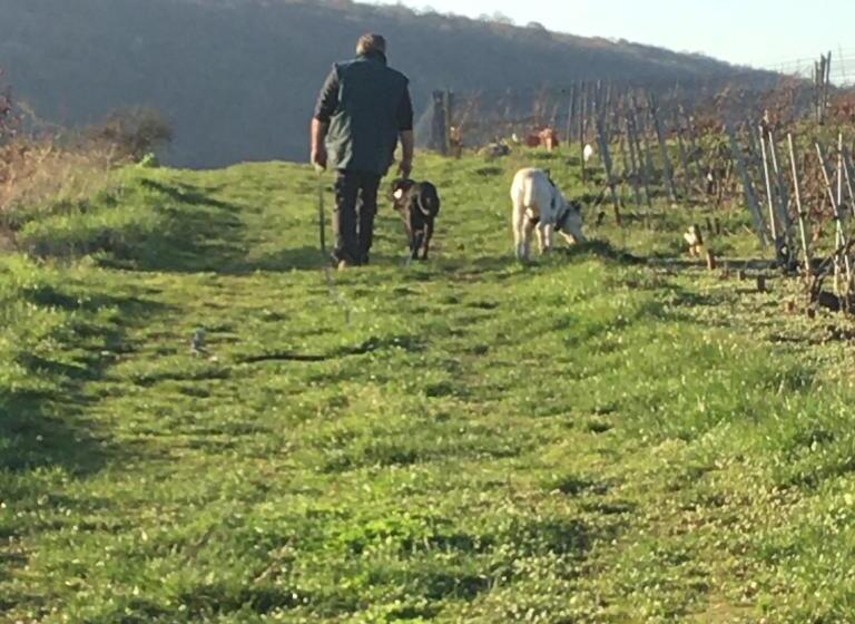 Le Surmelin Bed & Breakfast Ombres