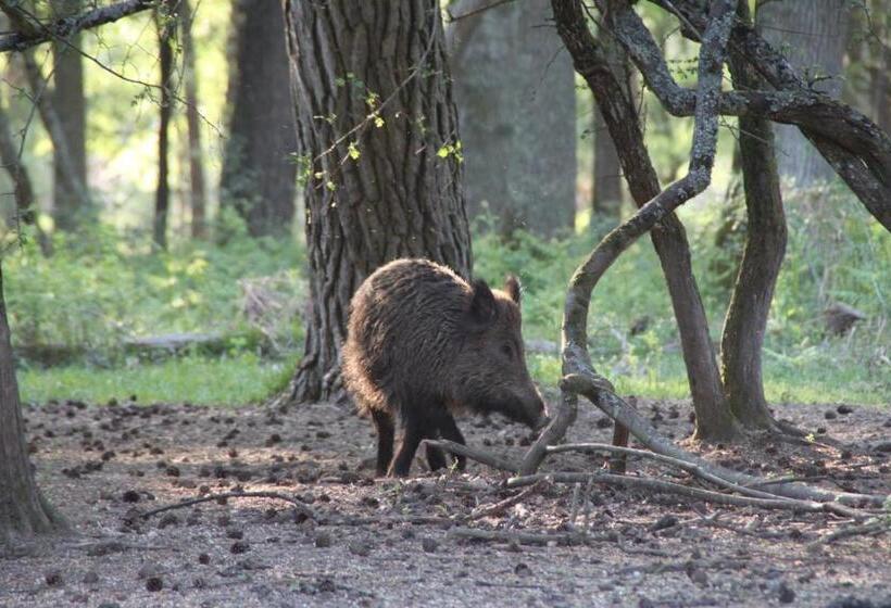 بنسيون Le Clos Près Chambord