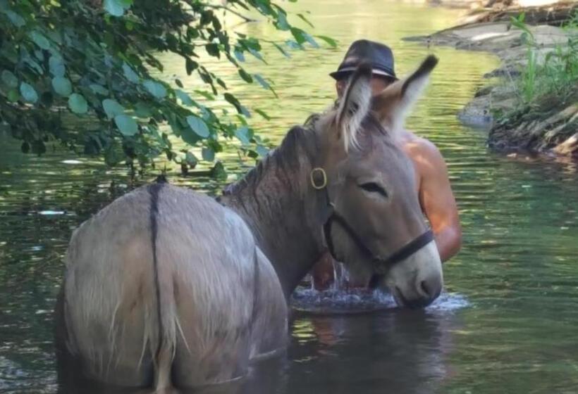Пансион Les Anes De Petit Jean