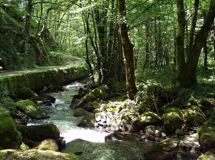 Bed and Breakfast Domisiladore