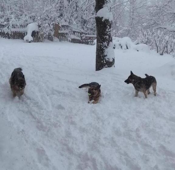住宿加早餐  La Cabanette