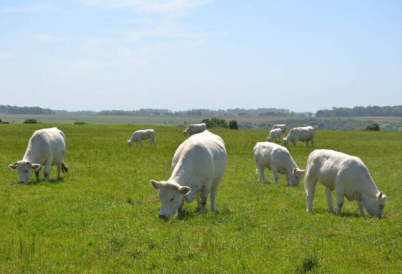 צימר Rando Yourte