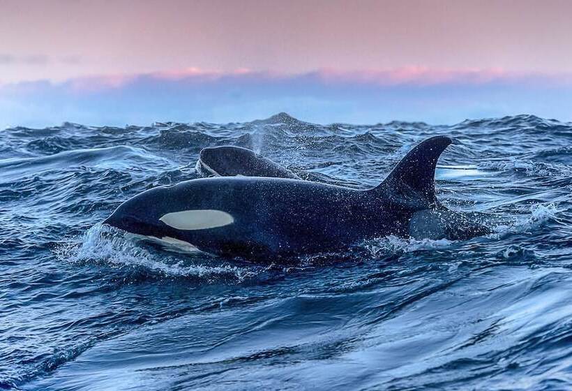 호텔 Aurora Glamping By The Whales