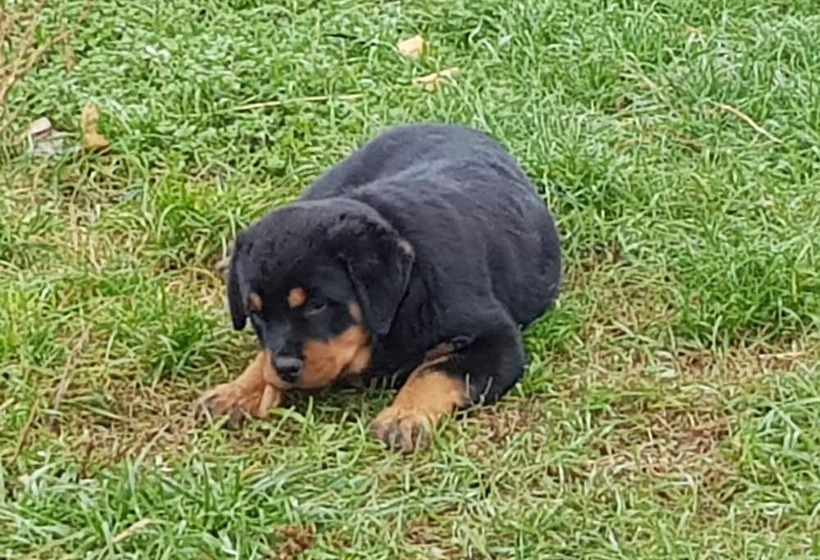 ペンション L'eden De Villette