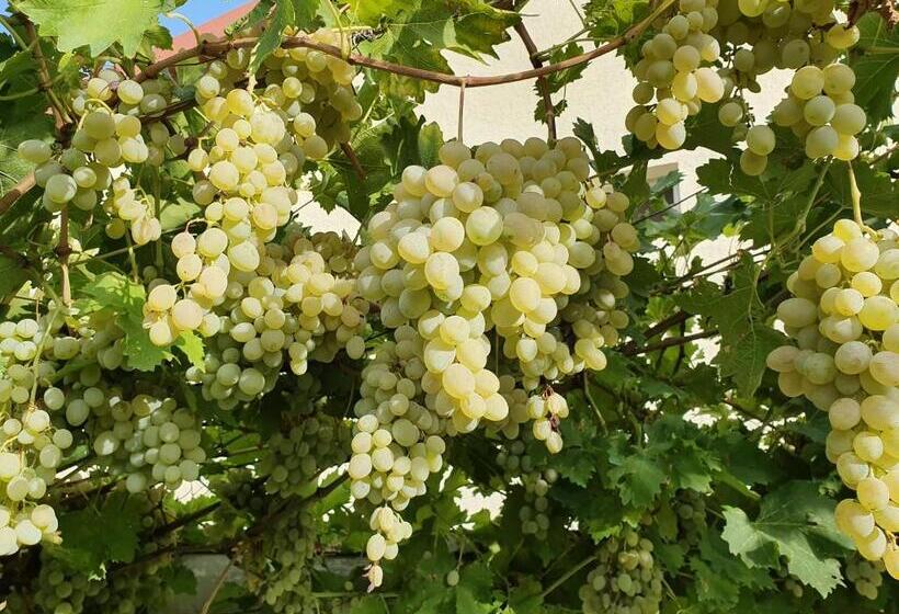 پانسیون Odo's House In Tsinandali