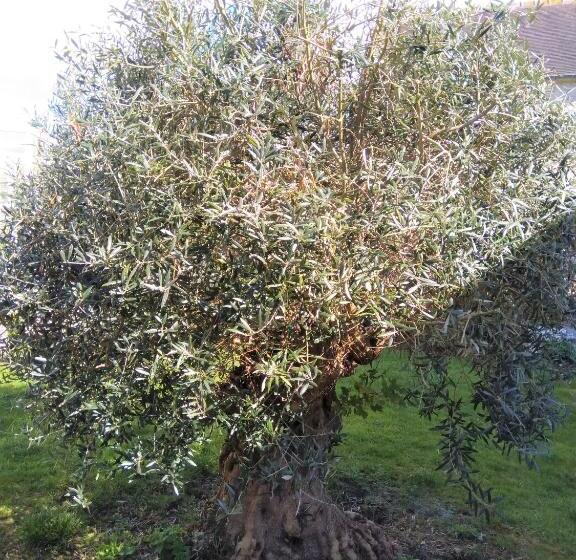 膳宿费 Villa Athéna,séjour Bien être Et éthique