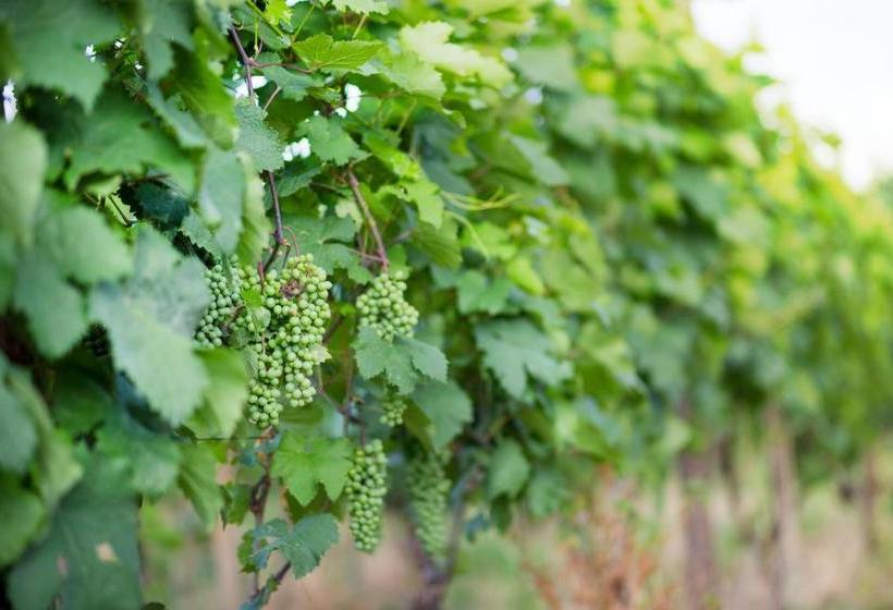 پانسیون Villa Tsinandali