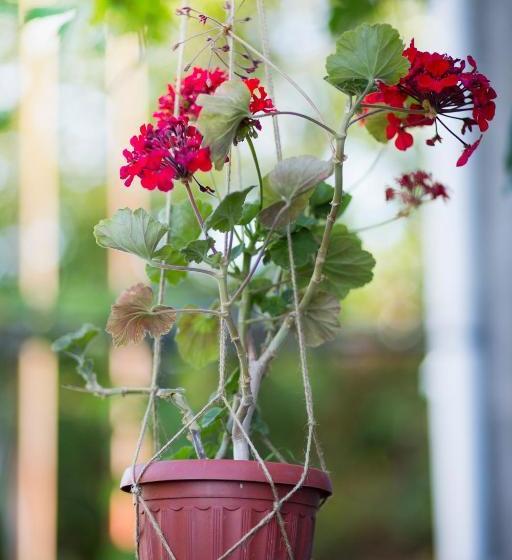 پانسیون Villa Tsinandali