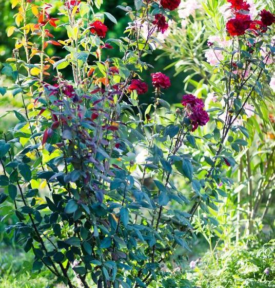 پانسیون Villa Tsinandali