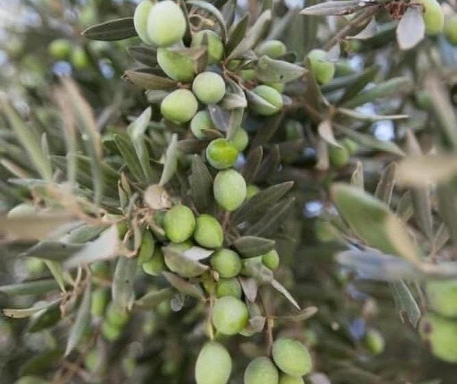 Отель Glaro Garden