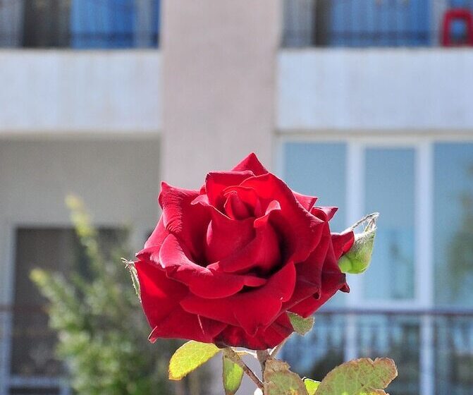 בית מלון כפרי Lazurnaya 2