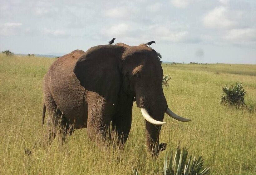 هتل Pakuba Safari Lodge