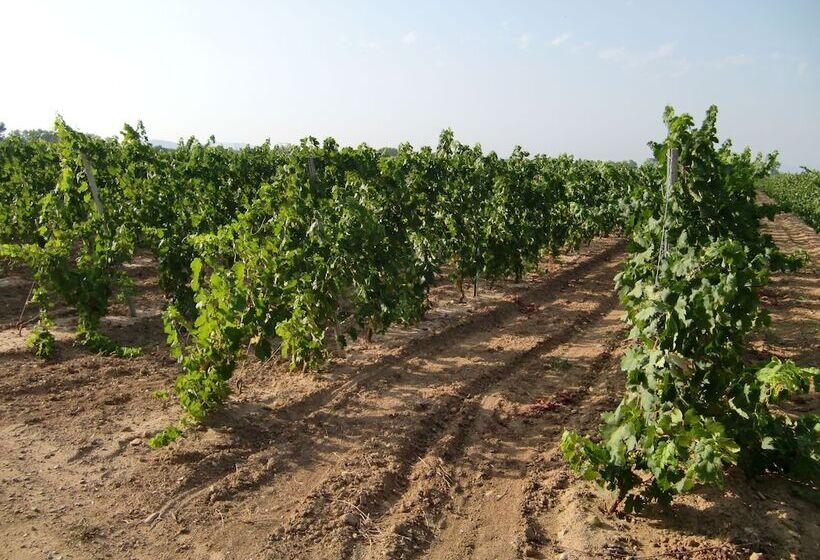 بنسيون Château Rieutort